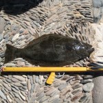 halibut2 halibut2