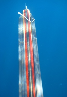 tuna1.jpg