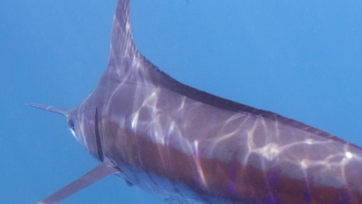 047U2205-marlin-close.jpg